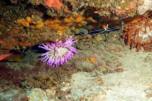 2 Dive Package for PADI Qualified Divers in Gran Canaria - Getting geared up fast: prep, paperwork, and a clean setup