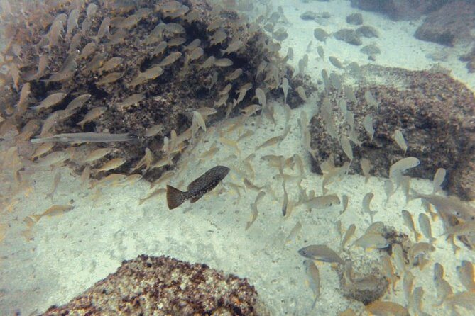 2 Dive Package for PADI Qualified Divers in Gran Canaria - Transfers and the 8:30 start: planning your morning