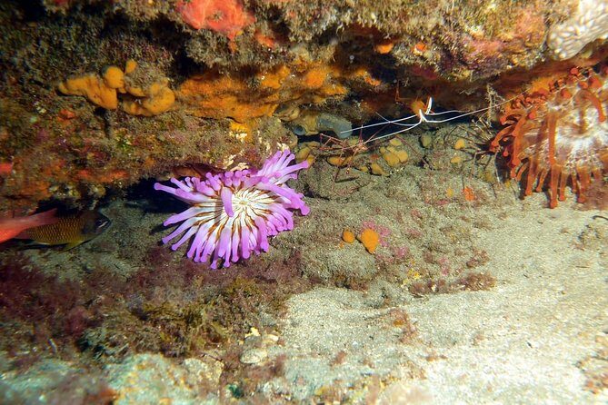 2 Dive Package for PADI Qualified Divers in Gran Canaria - Getting geared up fast: prep, paperwork, and a clean setup