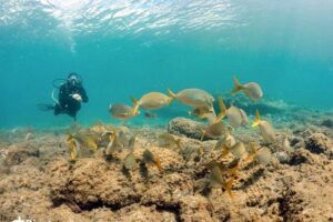 2 Dive Package for Qualified Divers in Gran Canaria - How the Two-Session Flow Works During a 5-Hour Schedule