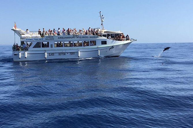 2-Hour Dolphin and Whale Watching in Gran Canaria - Getting to the boat: Puerto Rico meeting point and timing that matters