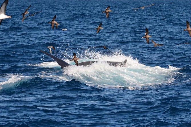 2-Hour Dolphin and Whale Watching in Gran Canaria - The search for dolphins starts at the marina: what happens first