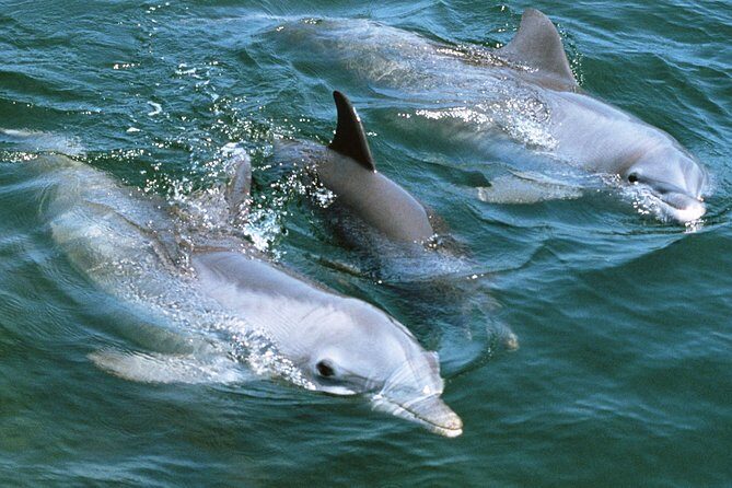 2-Hour Dolphin and Whale Watching in Gran Canaria - Whales and the reality of wildlife guarantees