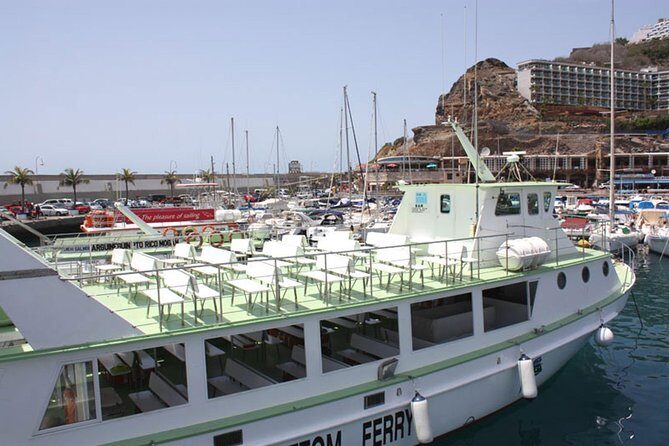 2-Hour Dolphin and Whale Watching in Gran Canaria - More than just mammals: sea turtles, flying fish, and extra surprises