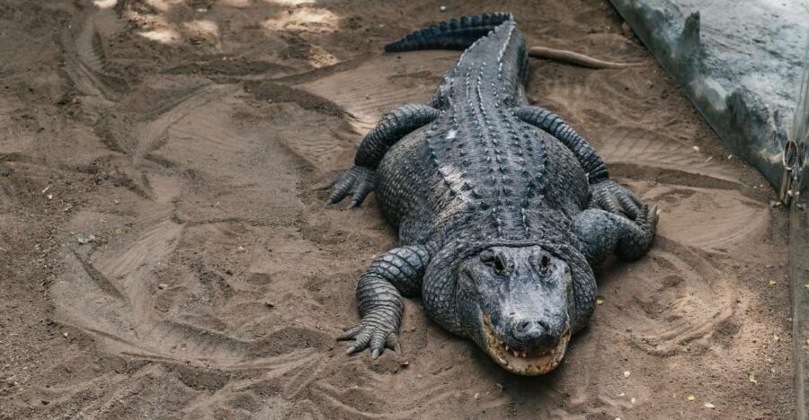 Agüimes: Cocodrilo Park Zoo Entry Ticket - How long to plan: a smart 2–3 hour visit, not a whole-day grind