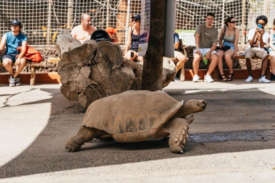 Agüimes: Cocodrilo Park Zoo Entry Ticket - Walking the 20,000–22,000 square meters: the animal variety that keeps it moving