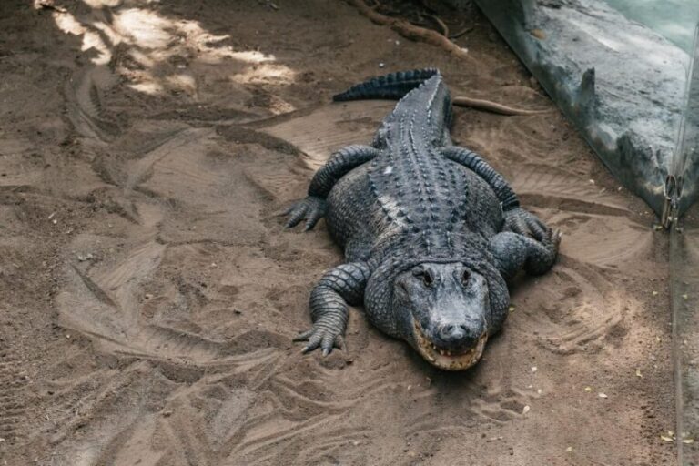 Agüimes: Cocodrilo Park Zoo Entry Ticket - Ticket value at about $11: what’s included and what’s not