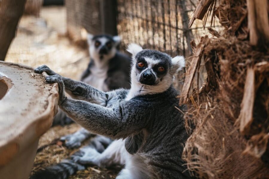 Agüimes: Cocodrilo Park Zoo Entry Ticket - Getting to Cocodrilo Park from around Gran Canaria: plan your transport