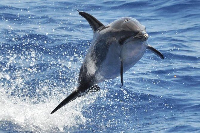 Dolphin and Whale Cruise in Puerto Rico, Gran Canaria - Key things that matter on this cruise