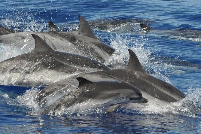 Dolphin and Whale Cruise in Puerto Rico, Gran Canaria - How pickup works around Puerto Rico and the timing that drives the day