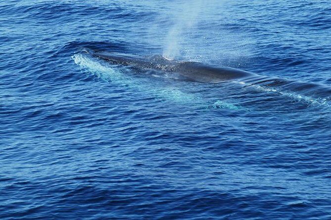 Dolphin and Whale Cruise in Puerto Rico, Gran Canaria - Cetacean viewing rules: respect for animals (and why your time feels controlled)
