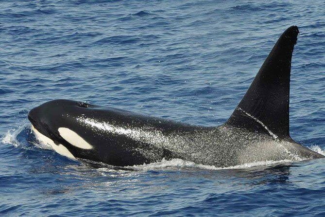 Dolphin and Whale Cruise in Puerto Rico, Gran Canaria - Swimming and snorkeling moments: when you’ll get wet and what to bring