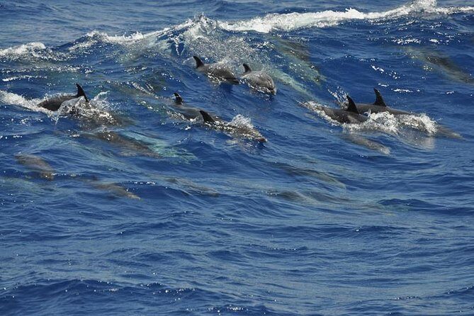 Dolphin and Whale Cruise in Puerto Rico, Gran Canaria - Price and value: what $50.46 buys you (and what it can’t)