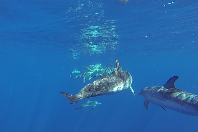 Dolphin and Whale Cruise in Puerto Rico, Gran Canaria - Onboard setup: glass bottom, free drinks, and what the crew actually does