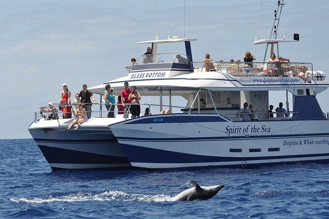 Dolphin and Whales watching cruise from Puerto Rico de Gran Canaria - Dolphin and whale watching from Puerto Rico on the Spirit of the Sea