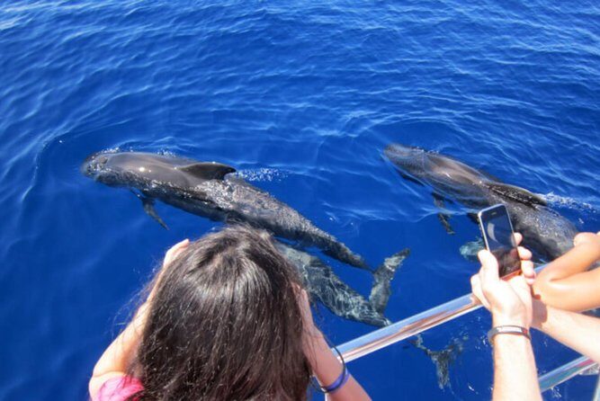 Dolphin and Whales watching cruise from Puerto Rico de Gran Canaria - Timing and the 2.5-hour cruise flow