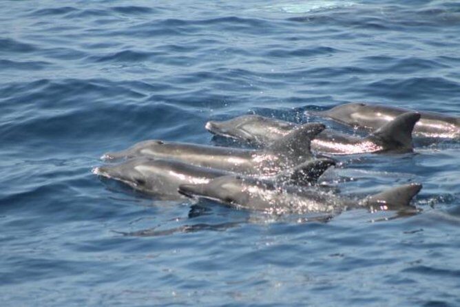 Dolphin and Whales watching cruise from Puerto Rico de Gran Canaria - Swim stop upgrade: what it adds and what to watch for