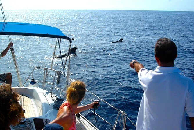 Dolphin and Whales watching cruise from Puerto Rico de Gran Canaria - Pickup, meeting point, and getting to the right spot in Puerto Rico