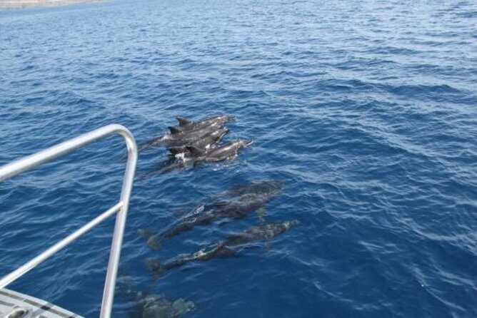 Dolphin and Whales watching cruise from Puerto Rico de Gran Canaria - Comfort and motion sickness tips that actually help