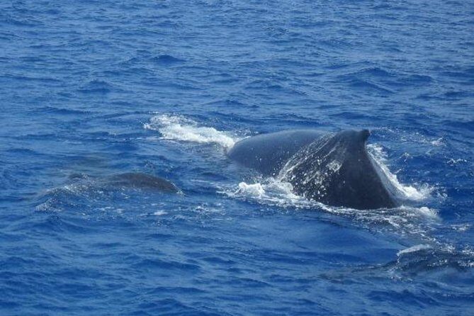 Dolphin and Whales watching cruise from Puerto Rico de Gran Canaria - Who this cruise fits best (and who should skip it)