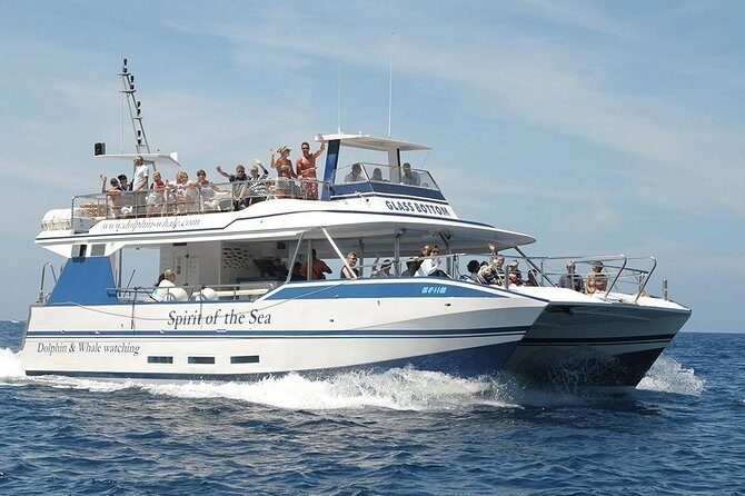 Dolphin and Whales watching cruise from Puerto Rico de Gran Canaria - Glass-bottom panels: what you’ll likely see and how viewing works