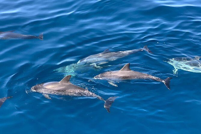 Dolphin Searching Tour in Puerto de Mogán ("KEEPER UNO" Boat) - Snorkeling and water activities: best case is calm, not rushed