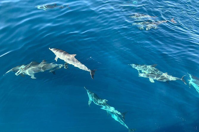 Dolphin Searching Tour in Puerto de Mogán ("KEEPER UNO" Boat) - The 4-hour flow: searching, sailing, then a swim break