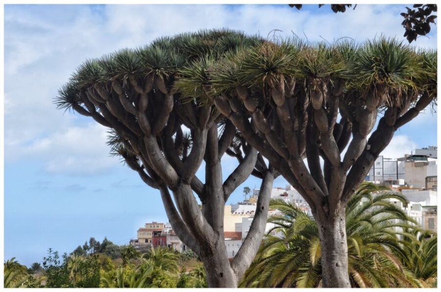 From Las Palmas: Full-Day Tour of the North - Why Northern Gran Canaria Works as a Day Trip from Las Palmas
