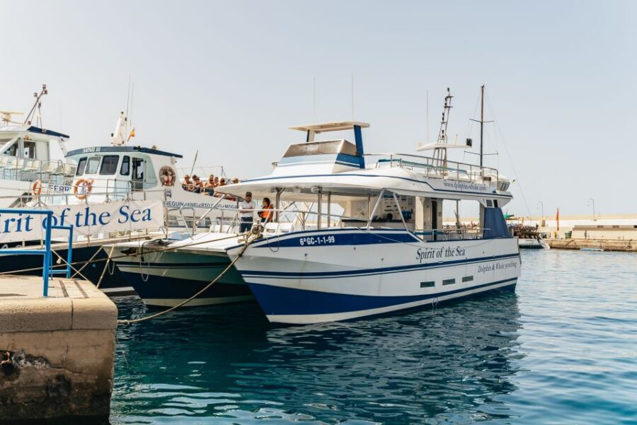 From Puerto Rico de Gran Canaria: Dolphin Watching Cruise - Key takeaways before you go