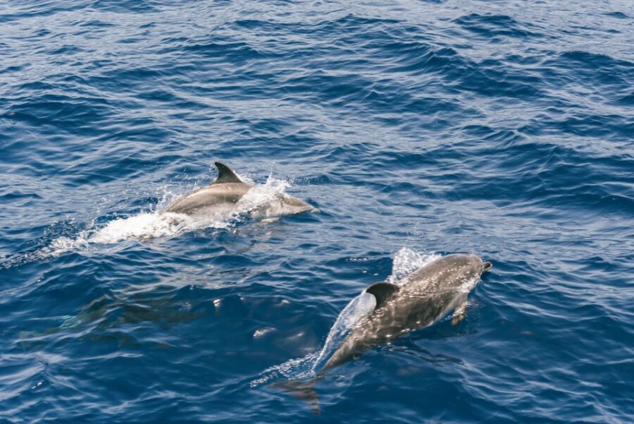 From Puerto Rico de Gran Canaria: Dolphin Watching Cruise - Who this cruise suits best (and who should think twice)