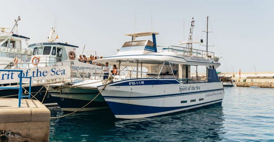 From Puerto Rico de Gran Canaria: Dolphin Watching Cruise - Why Gran Canaria’s southwest waters are a good bet