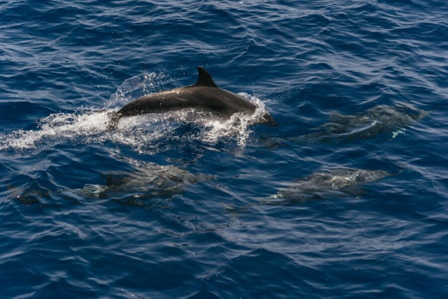 From Puerto Rico de Gran Canaria: Dolphin Watching Cruise - Getting to the port: transfers from the south without the Las Palmas hassle