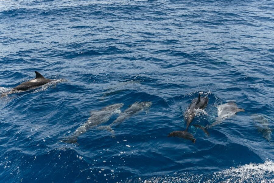 From Puerto Rico de Gran Canaria: Dolphin Watching Cruise - Small extras that boost the day: coastline return and swim stop