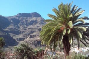 Full Day Across the Island Tour from Las Palmas - Morning views at Caldera de Bandama: a volcanic crater from the right angle