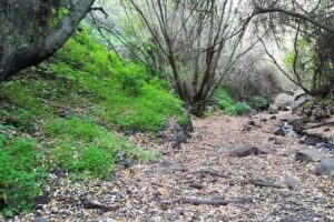Full day Hiking and Waterfalls Experience - The hike itself: tracing Gran Canaria’s microclimate shift