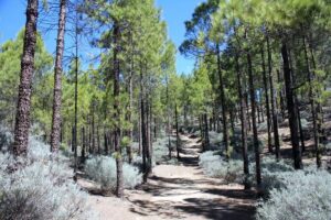 Full day Hiking Gran Canaria Peaks of Gran Canaria - Getting to the trailhead: pickup rules that can save you stress