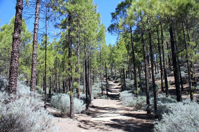 Full day Hiking Gran Canaria Peaks of Gran Canaria - Getting to the trailhead: pickup rules that can save you stress