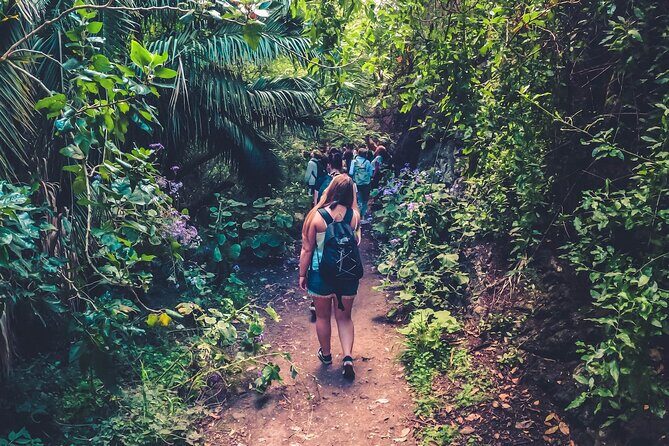 Full Day Rainforest Tour with Tasting and Swimming Time ツ - Key highlights you should care about