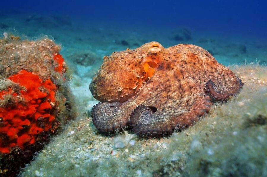 Gran Canaria: 3-Day Open Water Diver Course - Key Highlights You’ll Actually Care About