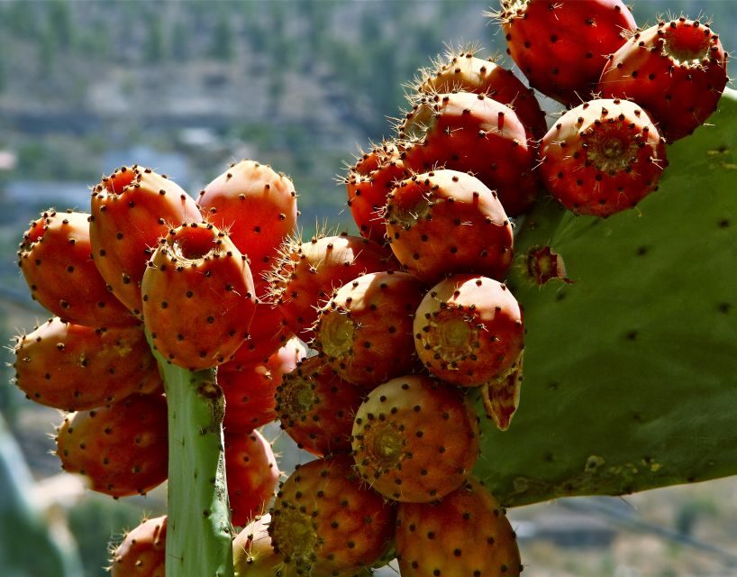 Gran Canaria: 6-Hour Teror and San Mateo Markets Tour - The 6-hour rhythm: pickups, bus time, and your two 1.5-hour windows