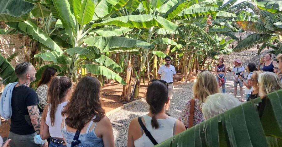 Gran Canaria: Banana World Guided Tour & Tasting - Banana World at Hacienda La ReKompensa: What This 40-Minute Tour Really Delivers
