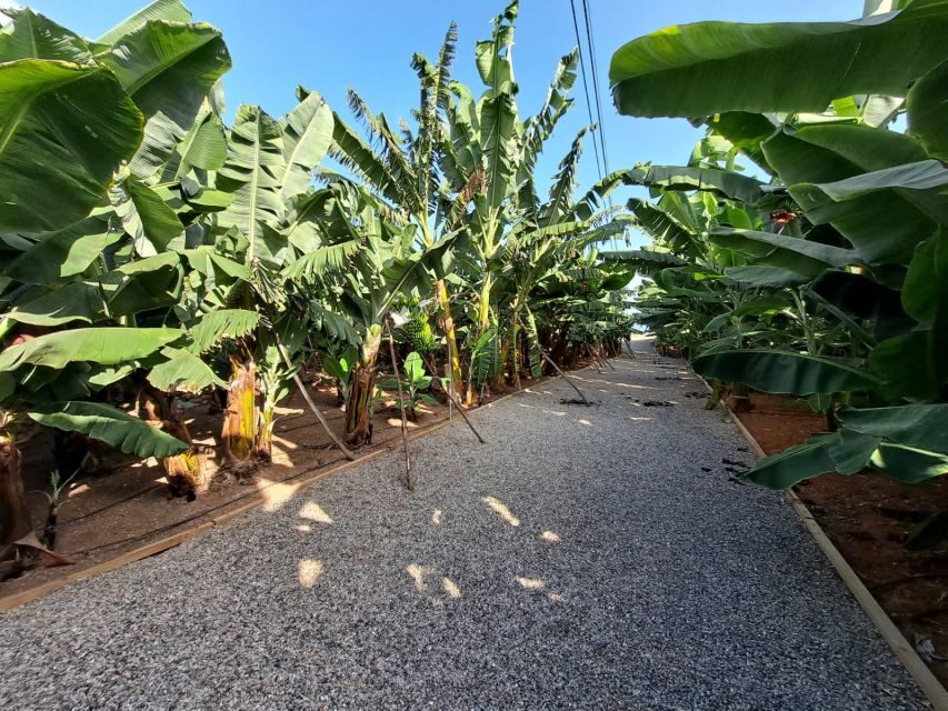 Gran Canaria: Banana World Guided Tour & Tasting - The Tasting: Jams, Banana Quince, Banana Wine, and More