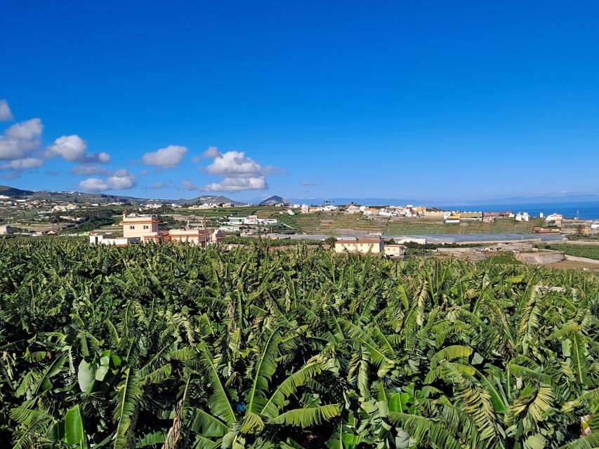 Gran Canaria: Banana World Guided Tour & Tasting - After the Tour: Wandering the Grounds and Shopping with Purpose