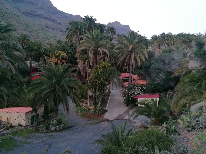 Gran Canaria: Camel Ride at Camel Safari Park - The Oasis of the 1,000 Palms camel ride: pace, comfort, and what you’ll see