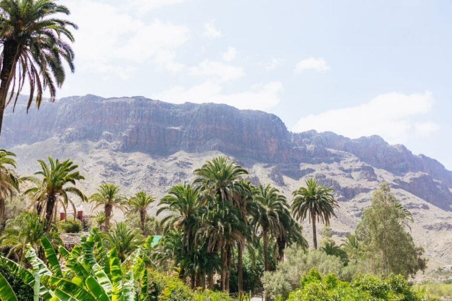 Gran Canaria: Camel Ride Safari w/ Optional Food & Transport - Camel Safari in Gran Canaria: What Makes It Worth Your Half-Day