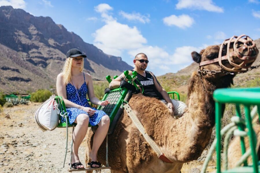Gran Canaria: Camel Ride Safari w/ Optional Food & Transport - Farm Animals in the Desert Oasis: More Than Just Camels
