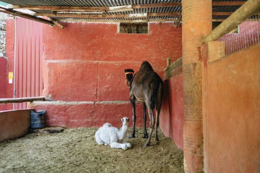 Gran Canaria: Camel Ride Safari w/ Optional Food & Transport - Practical Tips That Make the Difference on the Day
