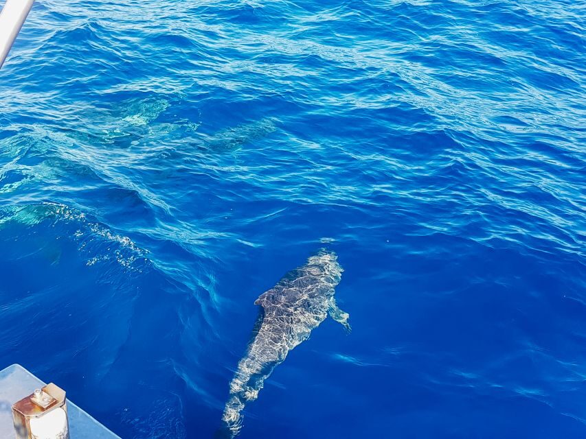 Gran Canaria: Catamaran Dolphin Watch Cruise with Snorkeling - Glass-Bottom Viewing: The Best Way to See Without Waiting