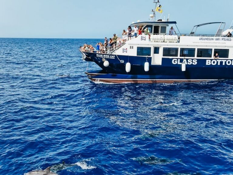 Gran Canaria: Catamaran Dolphin Watch Cruise with Snorkeling - From Pickup to Puerto Base: How the Timing Works