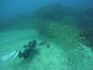 Gran Canaria: Discover Scuba Diving - Free Transfers - From hotel pickup to gear fitting: expect a calm, well-timed start